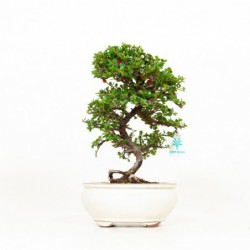 Cotoneaster - cotognastro -...