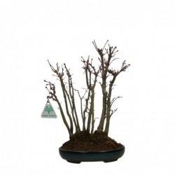 Acer palmatum viridis -...