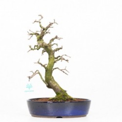 Diospyros kaki rhombifolia...