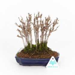Acer buergerianum - Acero -...