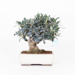 Olea europea - 30 cm